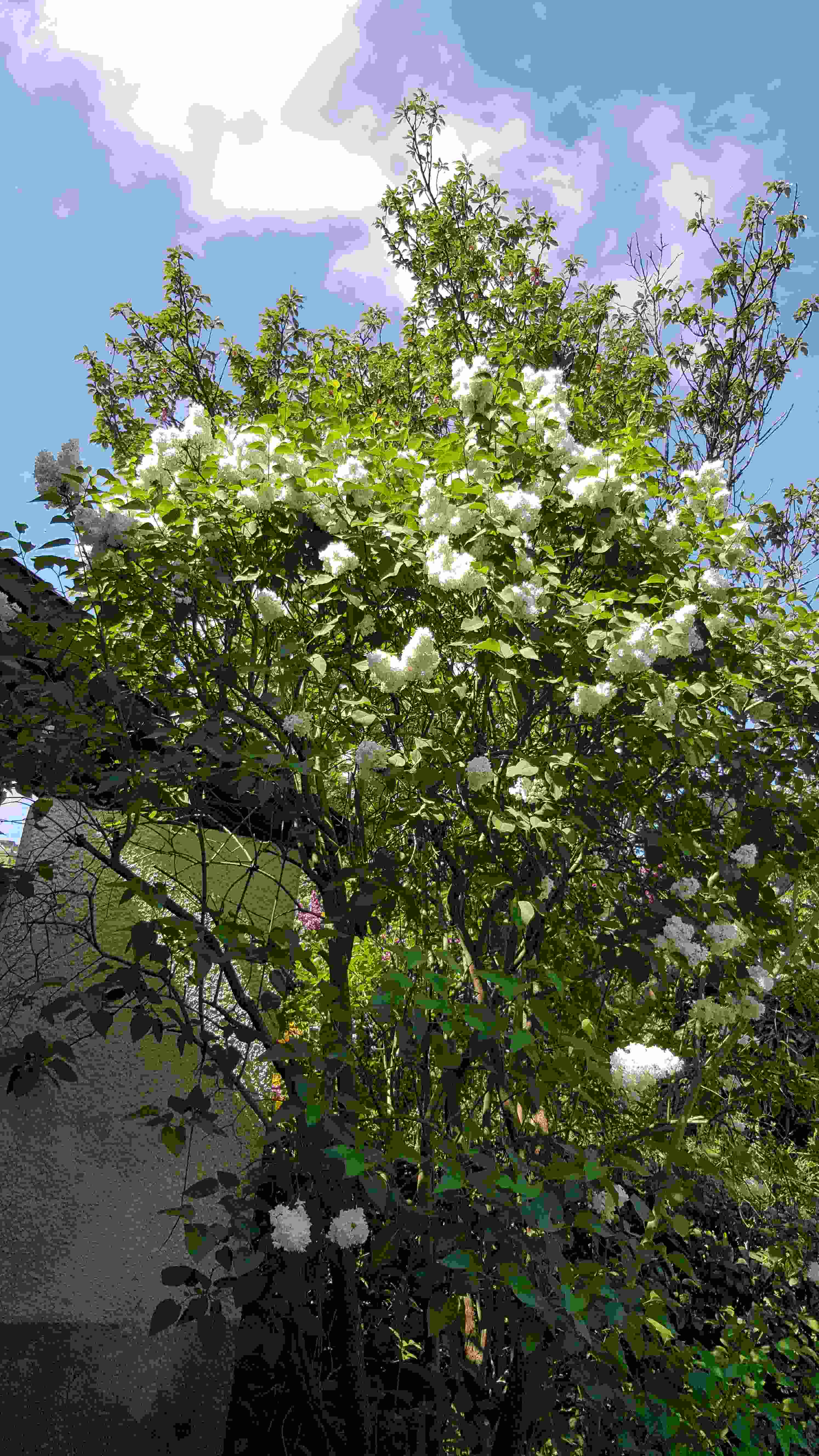 lilas bl cuisine.jpg